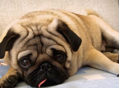 八哥犬的性格？到底是好还是坏呢