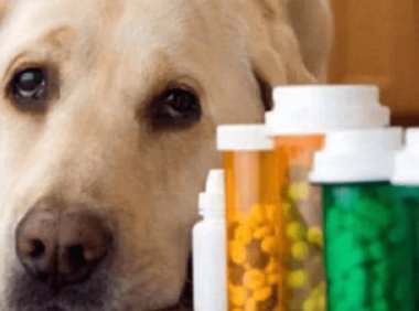 狗狗的真菌怎么治?搞清楚具体的原因