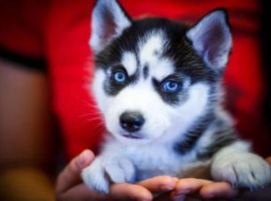 哈士奇吃什么长的快？关键看喂养的方法