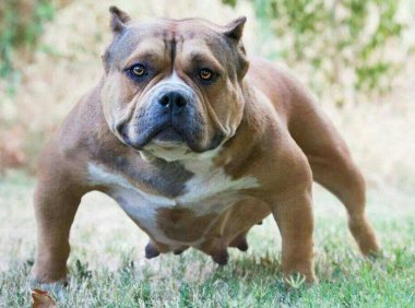 恶霸犬喂什么?饮食很重要