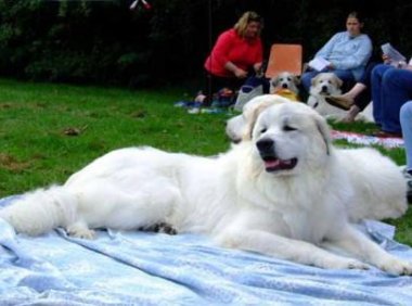 大白熊犬有什么缺点？除了个大还有这几点