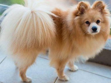 博美犬吃干狗粮的好处,这些方面你想过吗?