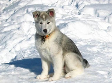 哈士奇认主人吗？可别误会它们了