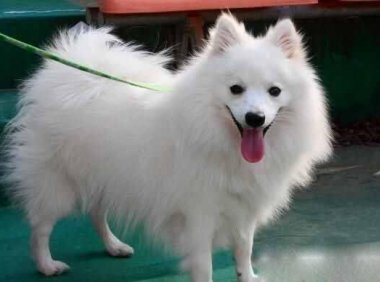 银狐犬和萨摩耶的区别，稍微分辨下就能看出差异