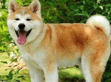 柴犬和秋田犬哪个好?可以这样来对比下