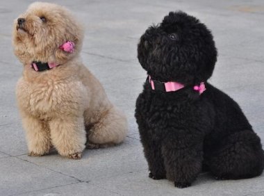 狗狗换狗粮拉稀怎么办？这些方法你使用了吗