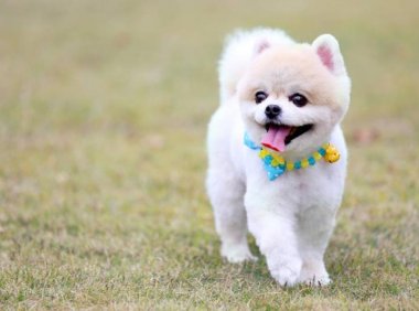 怎么判断狗狗有弓形虫?这些情况请注意