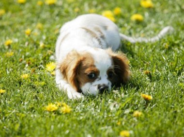 狗狗得了细小病怎么治疗?基本的流程就是这样的