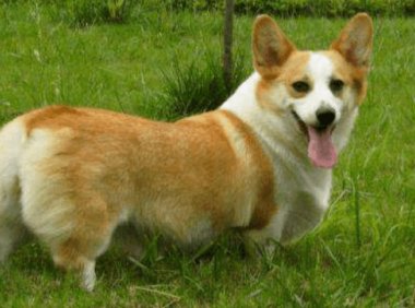 柯基怎么看品相,主要观察这几个方面