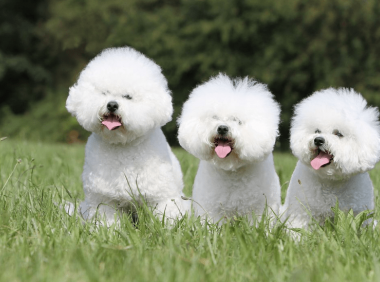 什么狗不掉毛?最不掉毛的五种狗