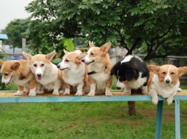 柯基犬聪明吗？在同类中排名一般