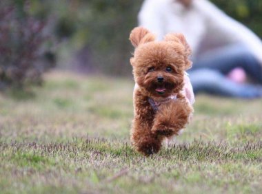 贵宾犬经常咬人怎么办？需要采取点措施