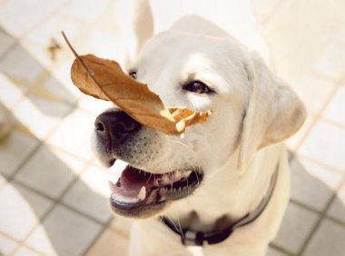 狗狗能吃韭菜吗?建议尽量不吃