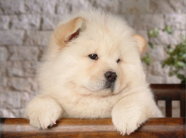 松狮吃什么狗粮好?这些你都知道么?