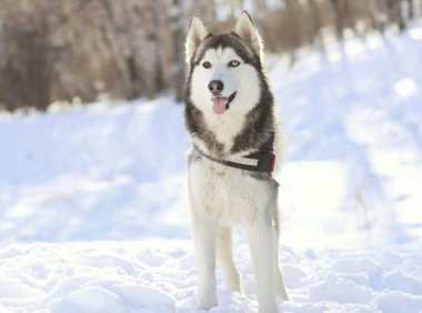 一只哈士奇多少钱,最真实的价格分析