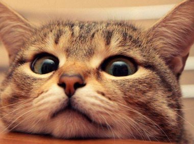 母猫绝育后性格会变吗？多多少少会有一些变化的