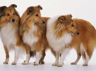 喜乐蒂犬吃什么?营养调和很重要