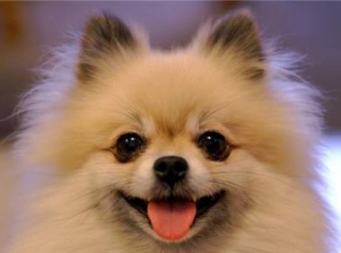 小狗狗的名字,就看你脑洞够不够大了