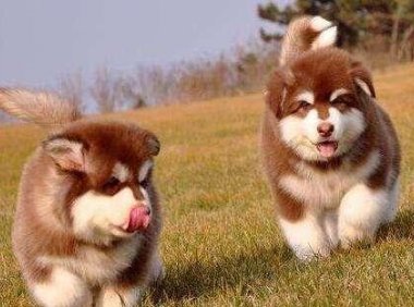 狂犬病能治好吗?几乎没可能