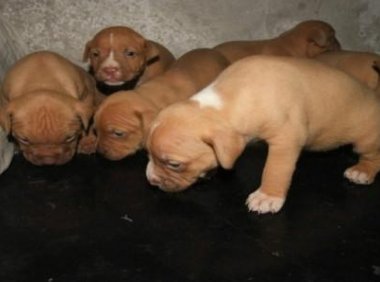 比特犬掉毛吗?掉毛也要分情况的