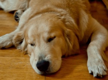 狗狗大量拉血是怎么回事?找到原因很重要