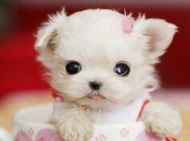 茶杯犬的寿命有多长,它到底可以活多久