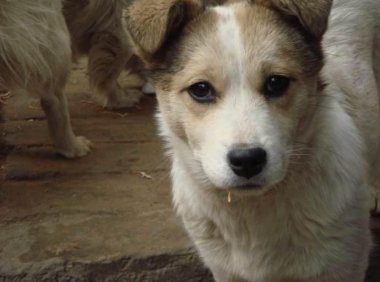 狗能不能吃虾?只能说慎重慎重