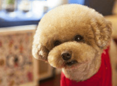 泰迪的饮食禁忌，这些东西一定要谨记