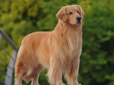 拉布拉多吃了就吐怎么回事,看看是不是这些原因