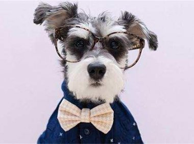 雪纳瑞能长多大？来看看标准体型