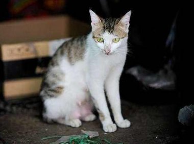 猫打疫苗注意事项，最重要的就是这几点