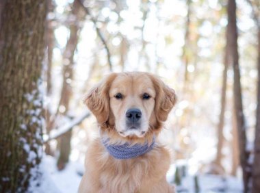 金毛犬不吃狗粮怎么办?先分析下原因