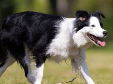 不养边境牧羊犬的理由，大家都认可的就是这些