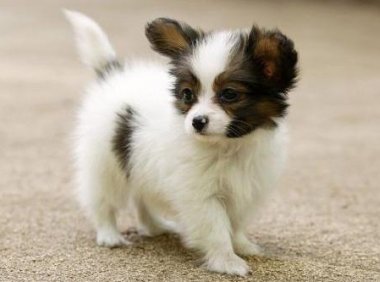 蝴蝶犬不能吃的食物有哪些?这些食物最好不要碰