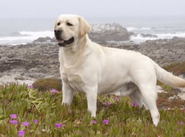 拉布拉多长得快吗,长得快到底好不好