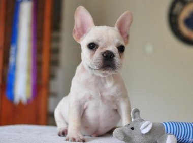 法国斗牛犬会咬人吗?读完这篇你就懂了