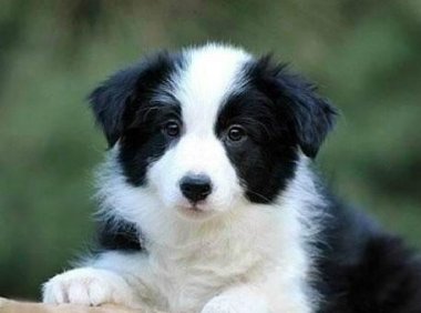 边牧幼犬吃什么狗粮好？选对口味很重要