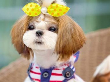 幼犬一天喂几次？以狗子的情况来吧