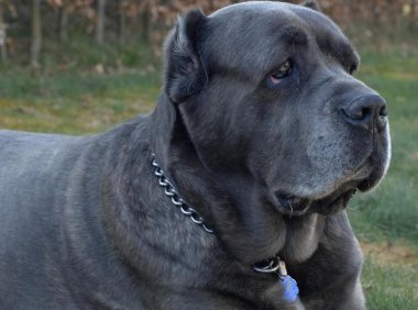 卡斯罗犬有几种颜色?最详细的颜色分析