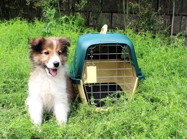 空运狗狗多少钱?不是土豪你还真运不起