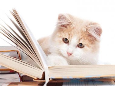 猫的耳朵有什么作用?不仅仅是听声音