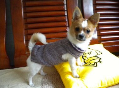 吉娃娃的寿命是多少年,寿命也与饲养方式有关