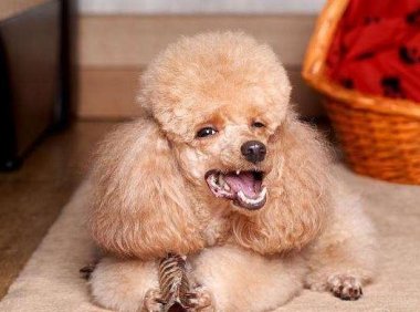 跟贵宾犬相似的犬有哪些?这几种像极了亲属