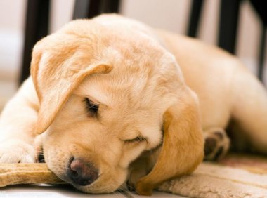 怎样训练狗狗?讲究的就是一个方法