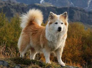 牧羊犬吃什么毛色好？一般来说吃这些