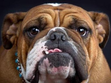 斗牛犬可以长多大？这就是它的上限