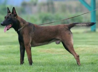 马犬细小初期症状,主要有这些较为突出