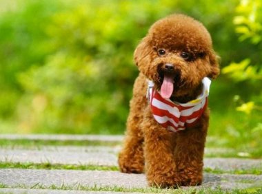 贵宾犬可以和人同睡吗?要注意这几个方面