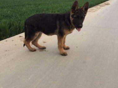 为什么主人不能打德牧？有时候骂不是爱，打也不是亲