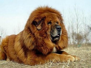 藏獒能打过狼吗?这里有答案了